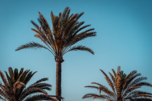 Molinar beach palm trees