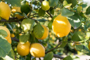 Lemon tree in Majorca